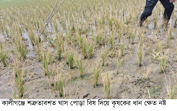 ঘাস পোড়া ছিটিয়ে ধান ক্ষেত নষ্ট, থানায় অভিযোগ